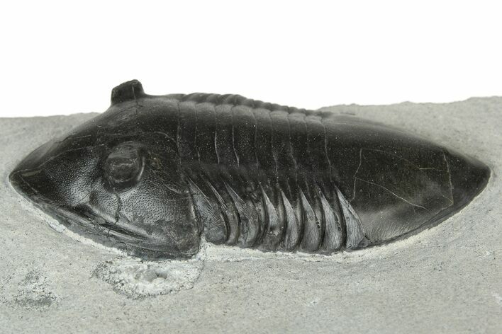 Inflated Isotelus Trilobite - Walcott-Rust Quarry, NY #231920